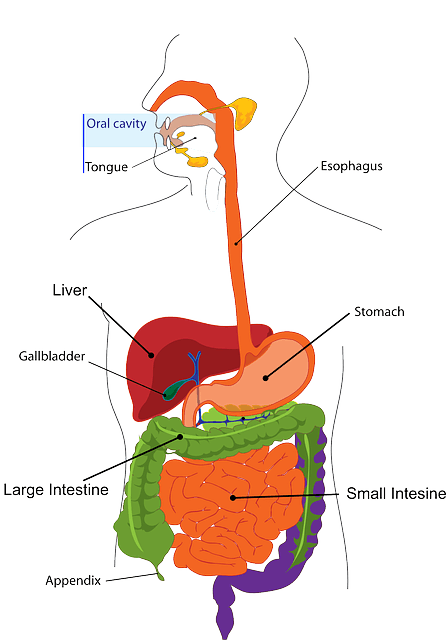 Are Gall Bladder Removal and Gout linked?